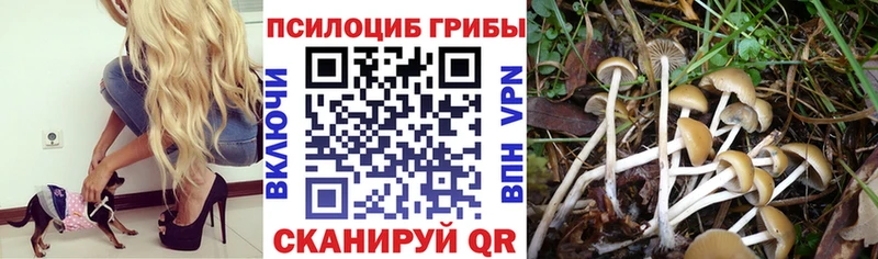 Галлюциногенные грибы Magic Shrooms  даркнет сайт  Новоульяновск 